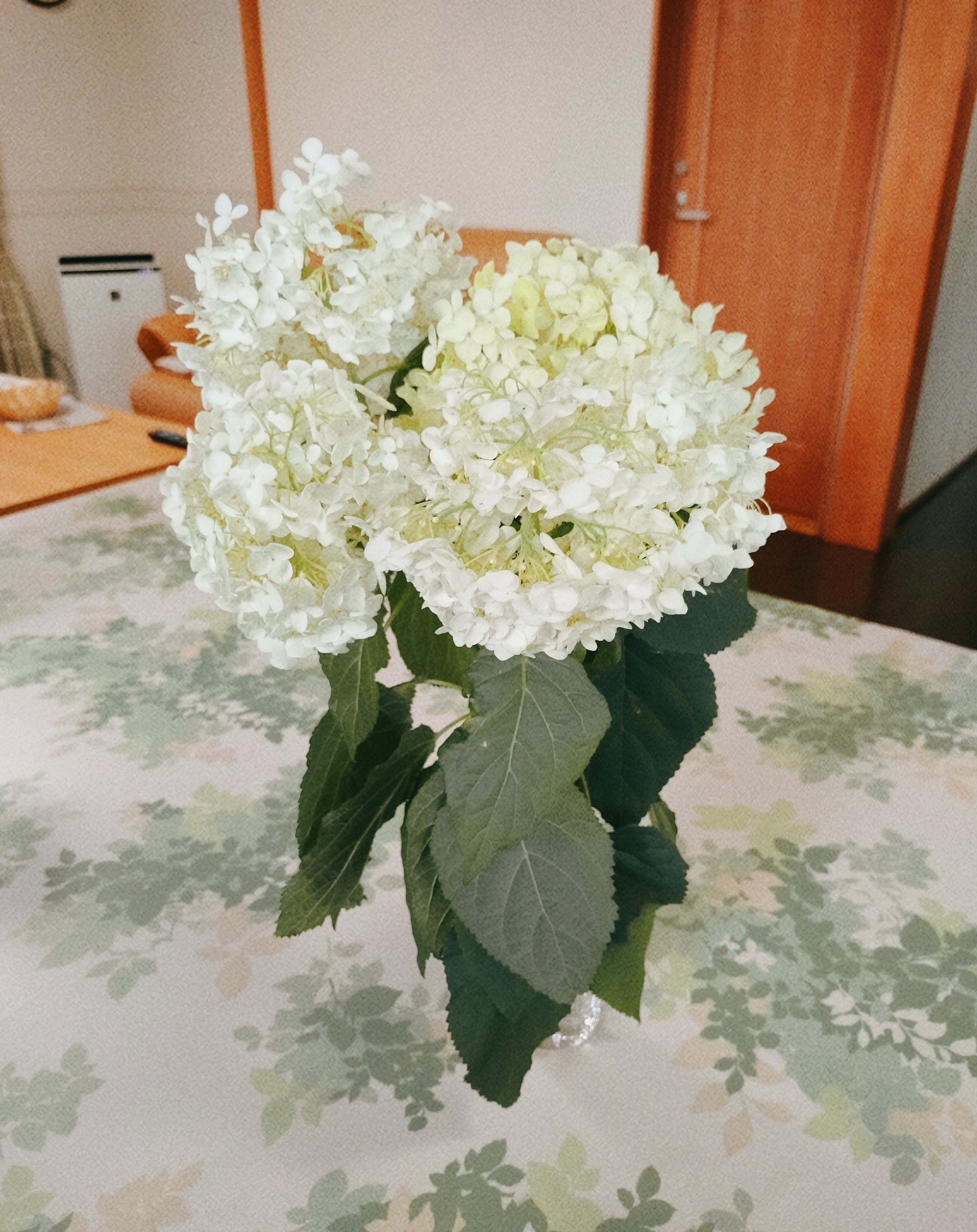 紫陽花の季節（まんてん）